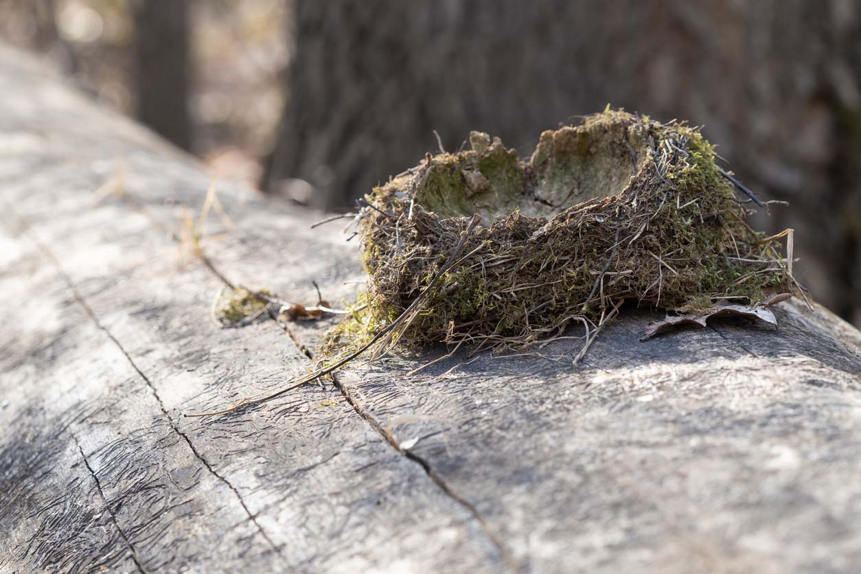 Bird Nest Removal