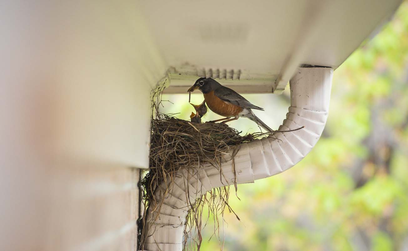 When Is Bird Nest Removal OK?  Wildlife Control and Exclusion