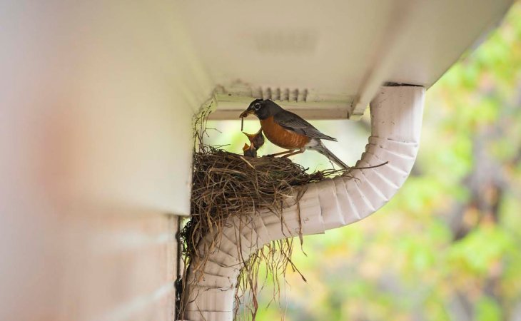 Bird Nest Removal