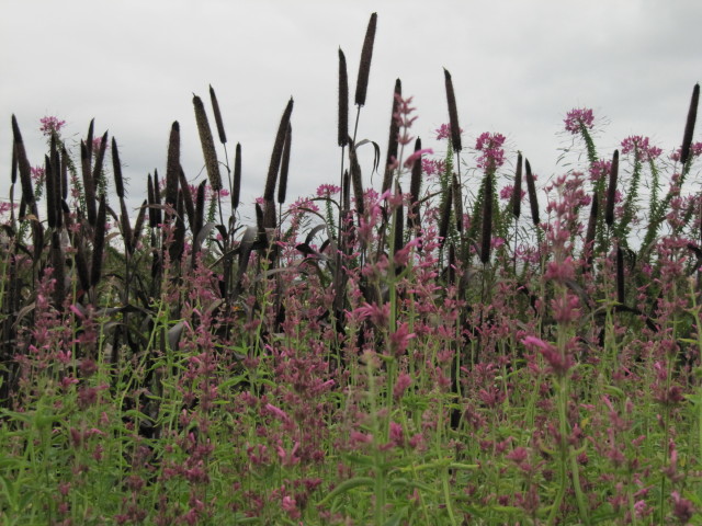 summer flowers