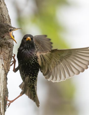 How to Get Rid of Starlings