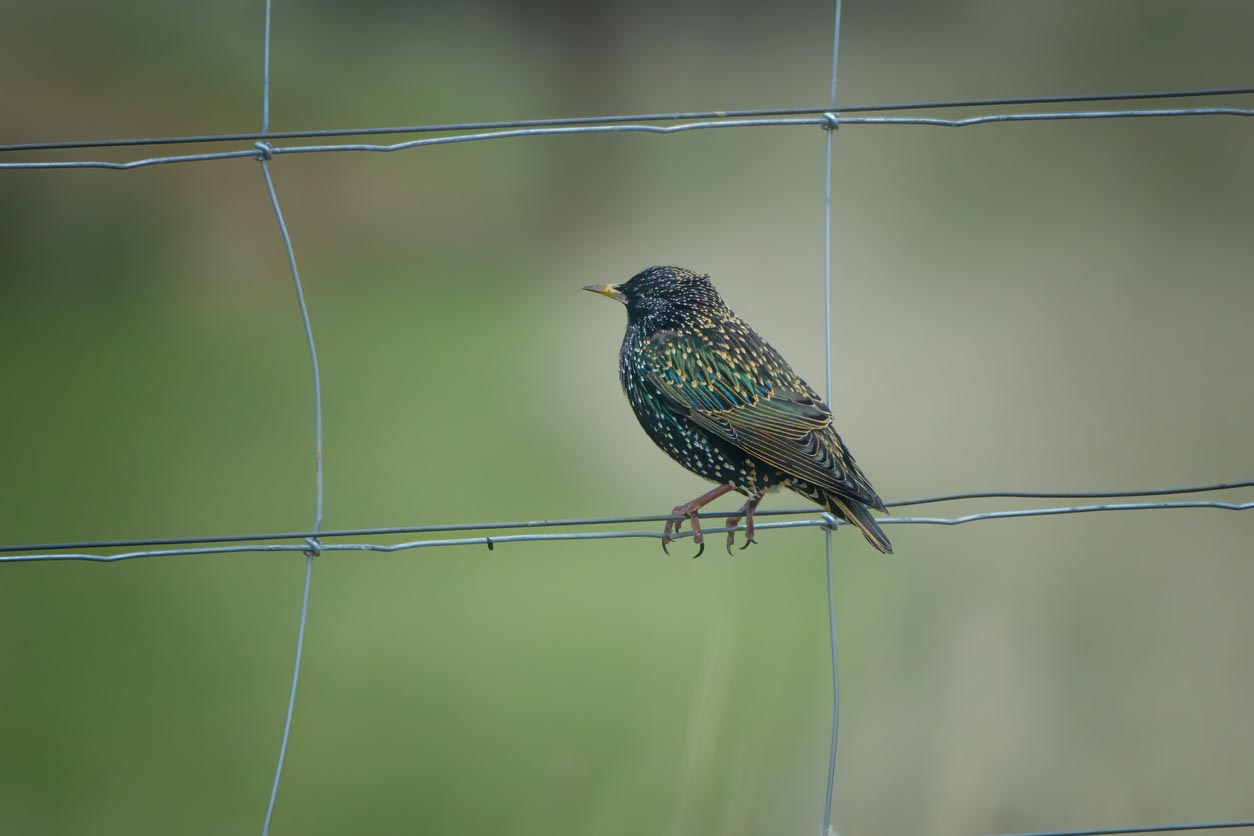 How to Get Rid of Starlings