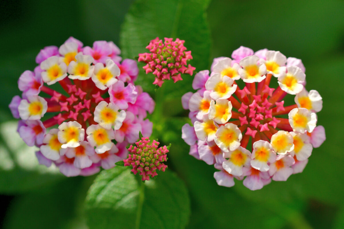 How to Grow Lantana - Bob Vila