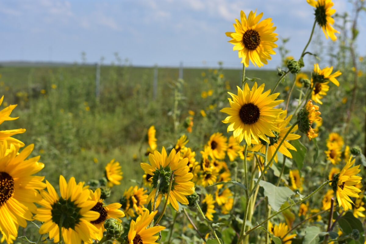 A grassy field with a small patch of tall yellow sunflowers.