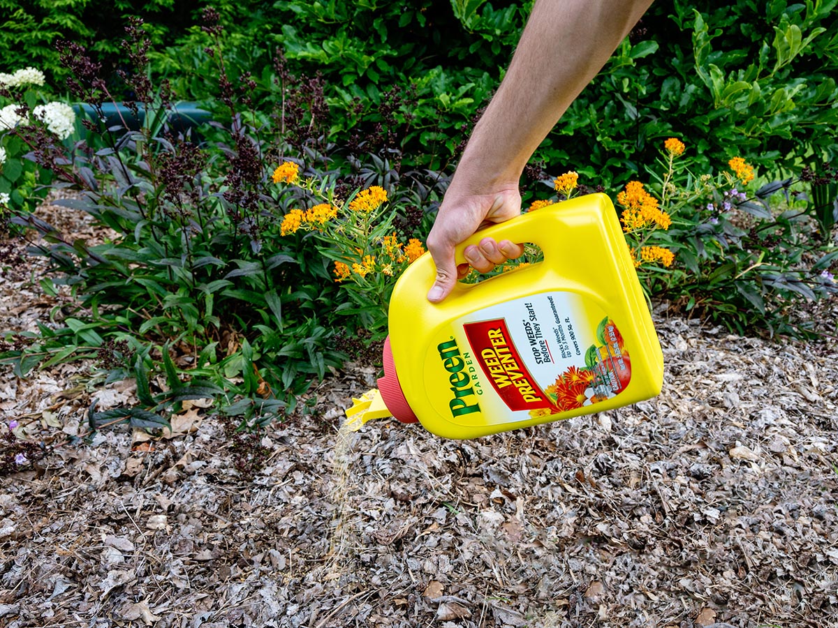 Person pouring Preen Weed preventer in mulch by flowers