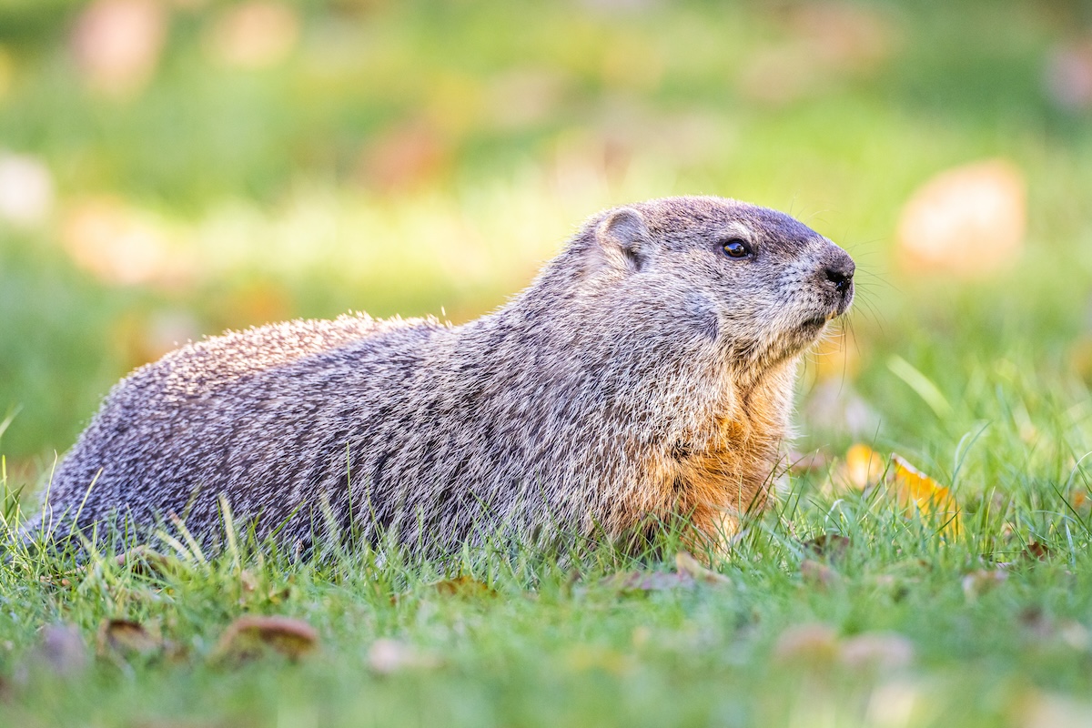 A groundhog stands in the grass alone on a sunny day.