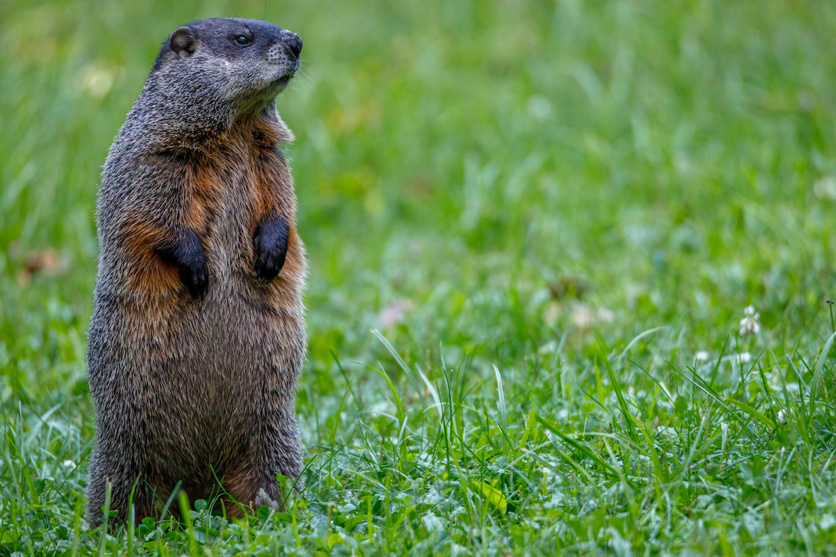 Groundhog (Marmota monax) also known as a Woodchuck, standing and looking for danger during summer.