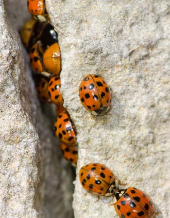 How to Get Rid of Asian Beetles