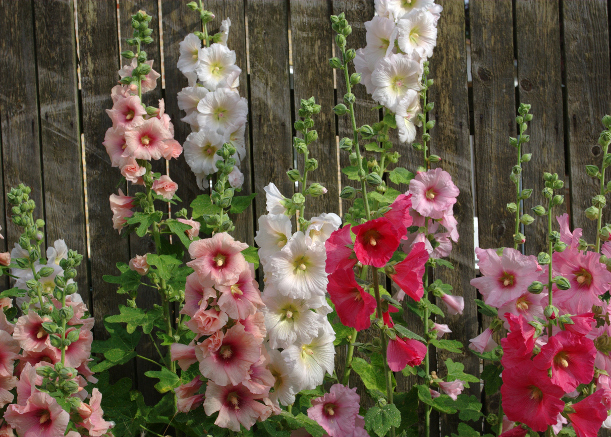 summer flowers