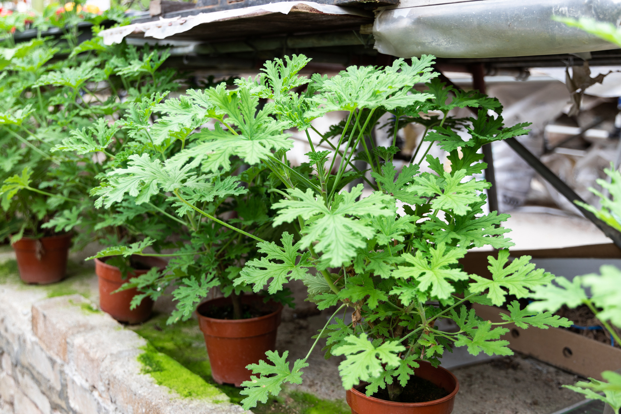 citronella plant care