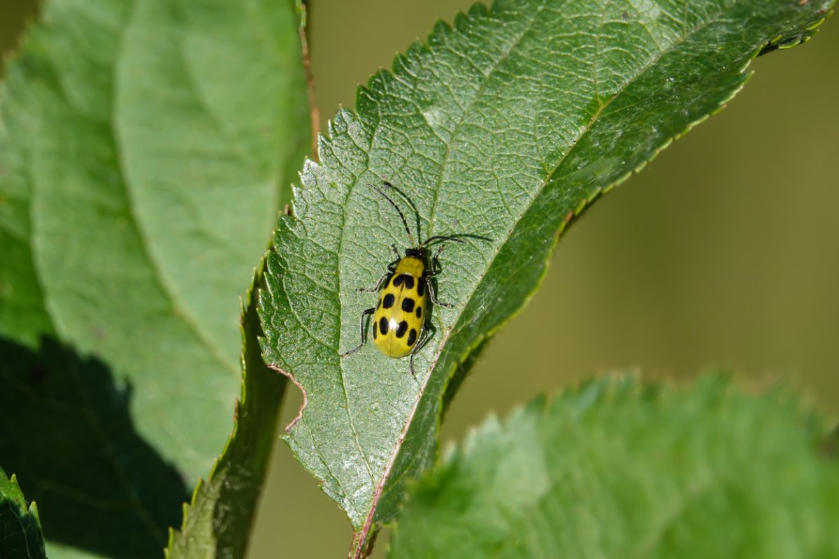 how to get rid of cucumber beetles