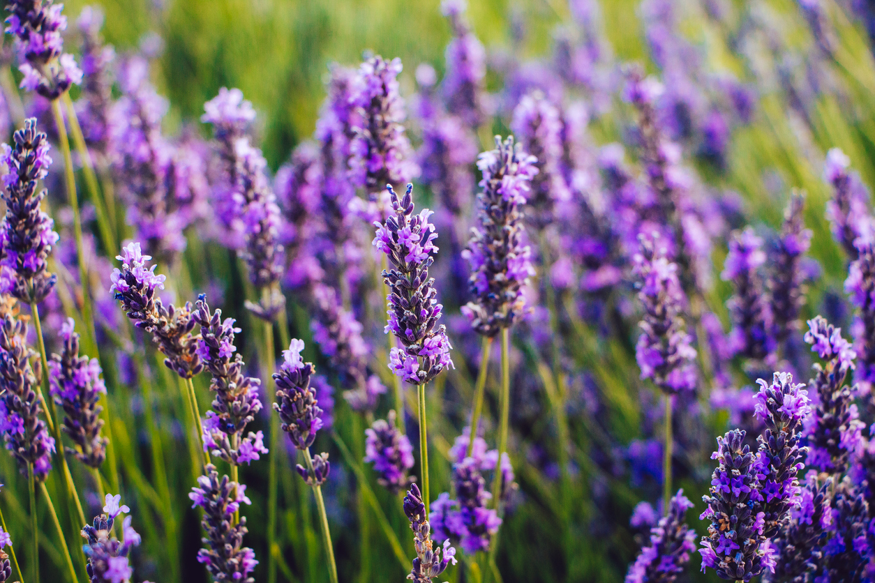 summer flowers