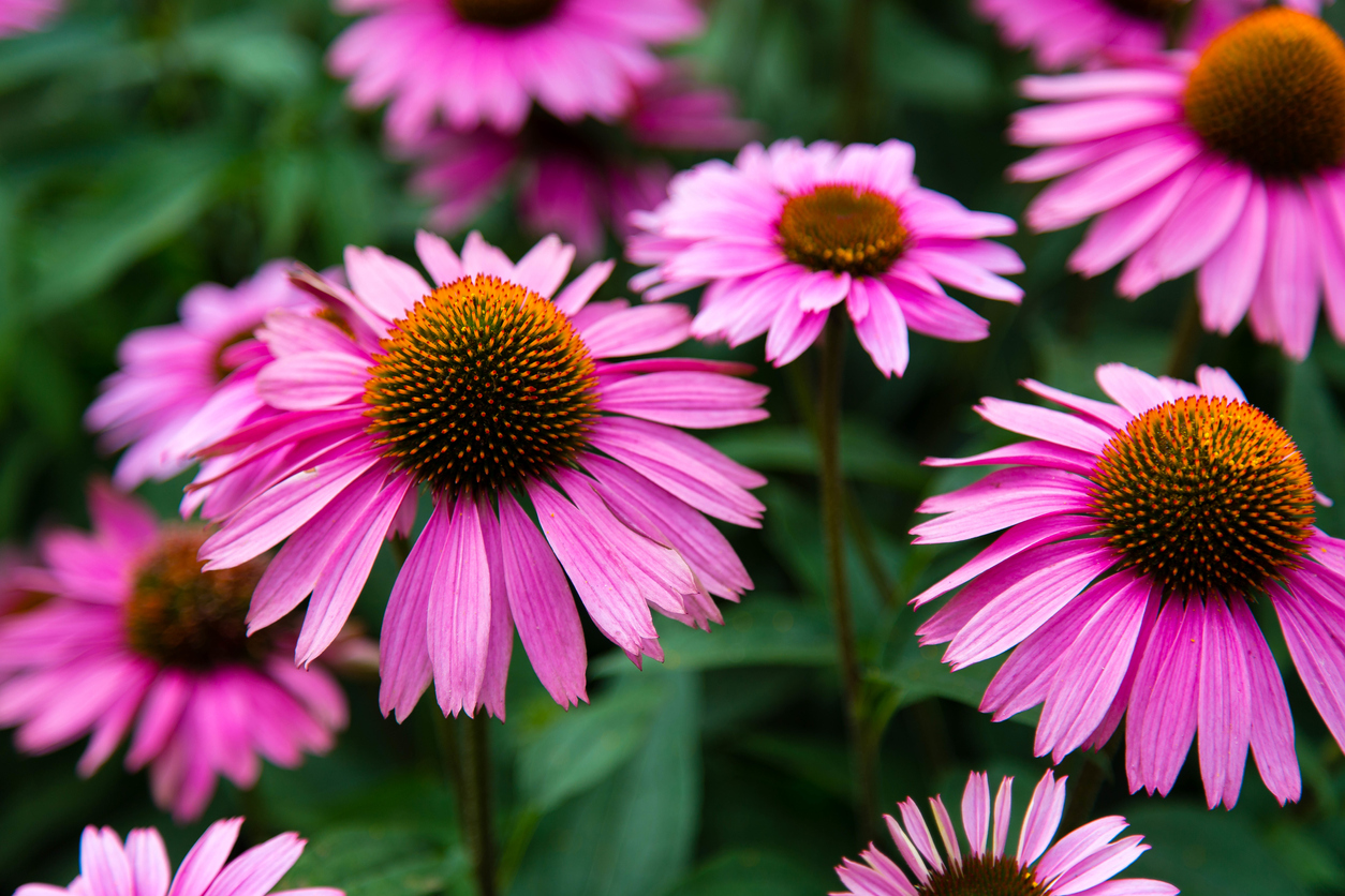 summer flowers