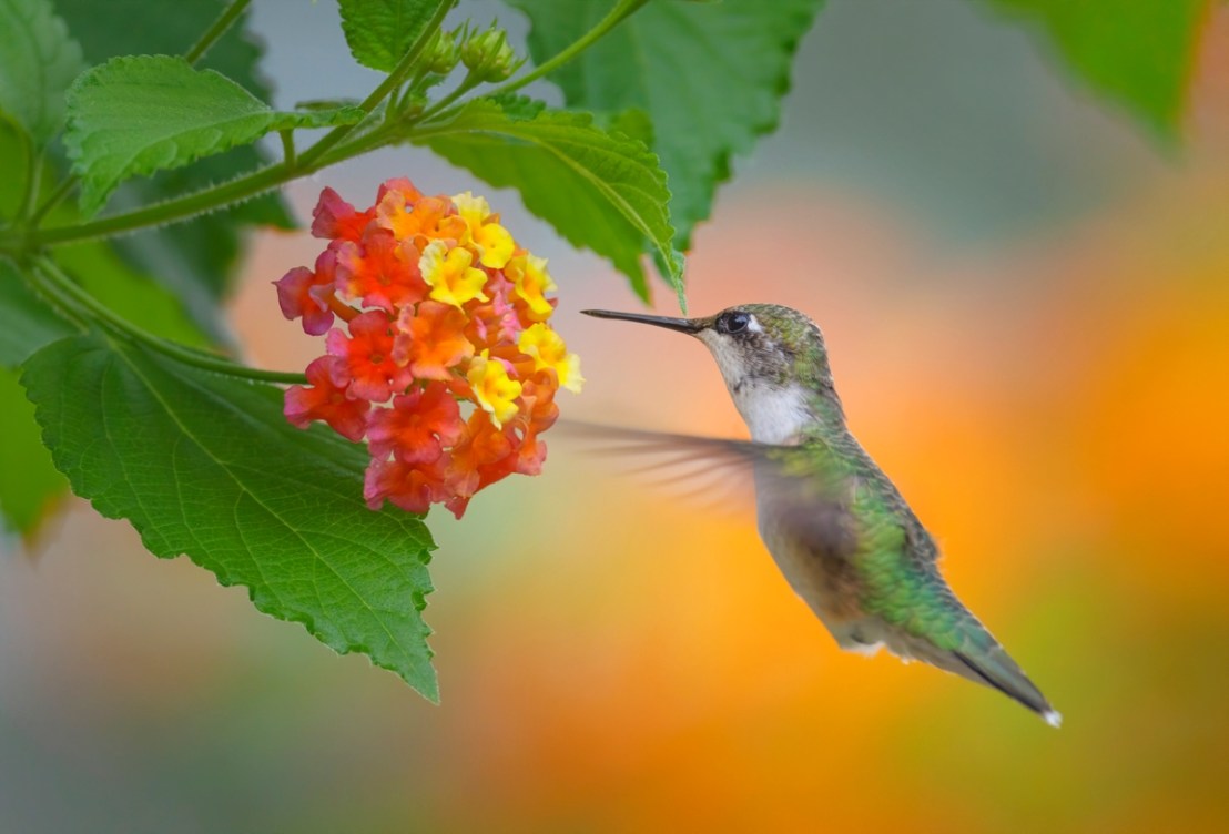 How to Grow Lantana - Bob Vila