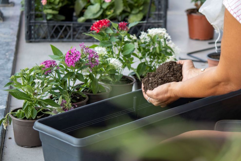 How to Grow Lantana - Bob Vila