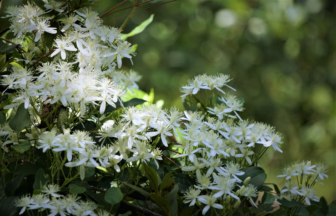 summer flowers