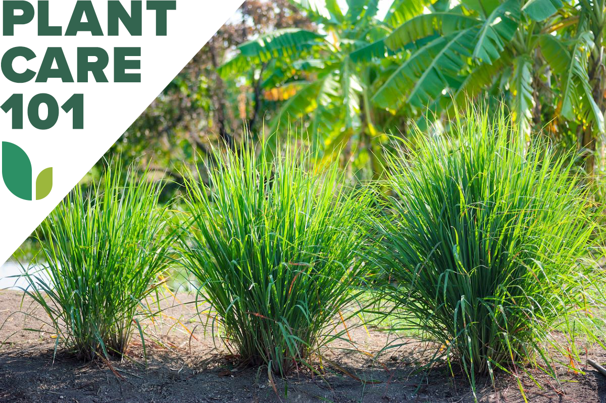 how to grow lemongrass - lemongrass plant care 101