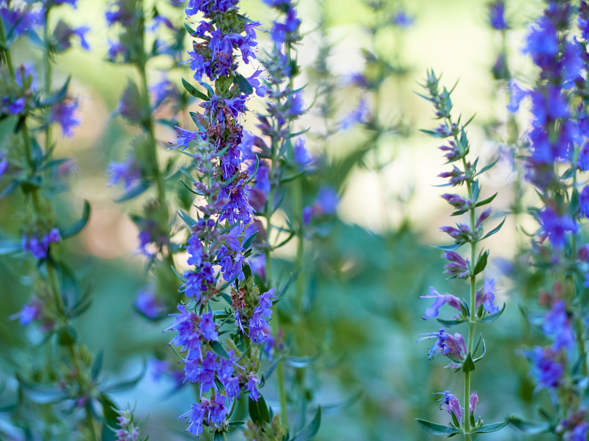 summer flowers