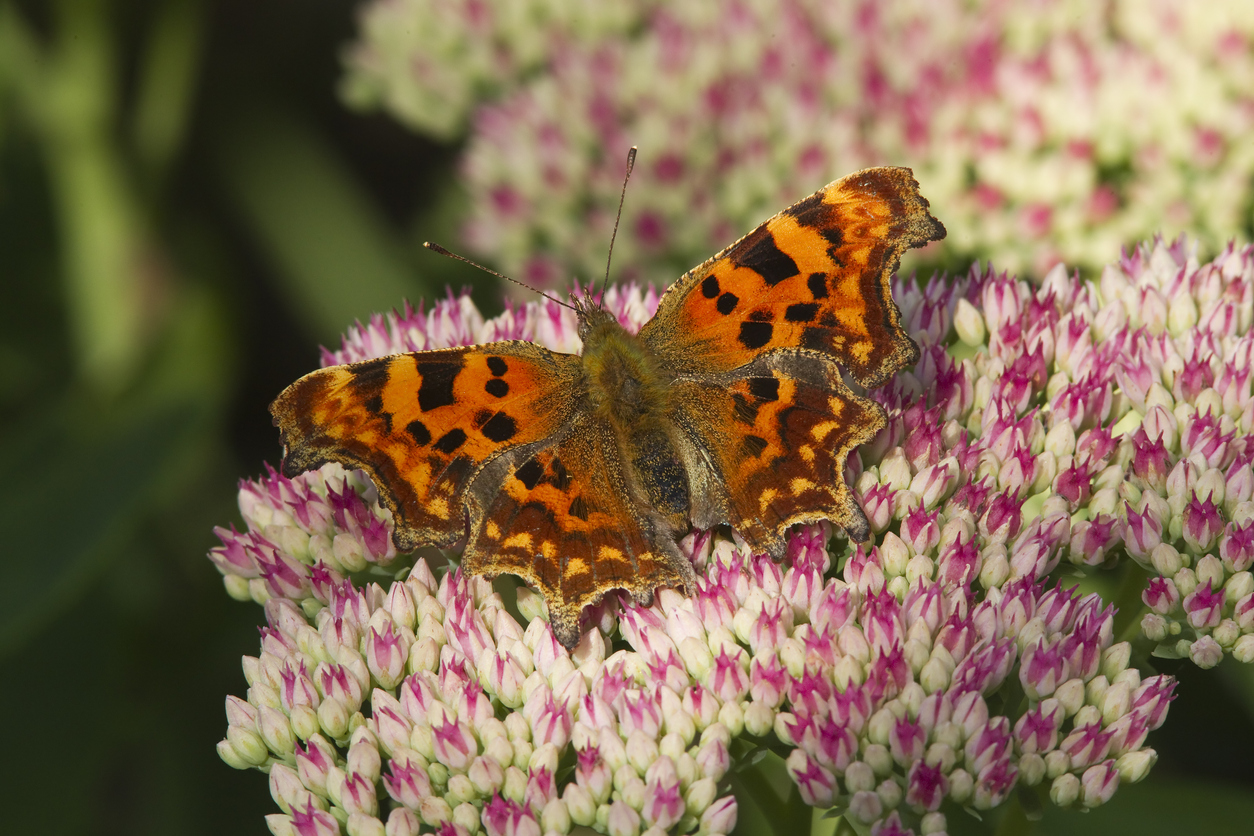 butterfly bush care