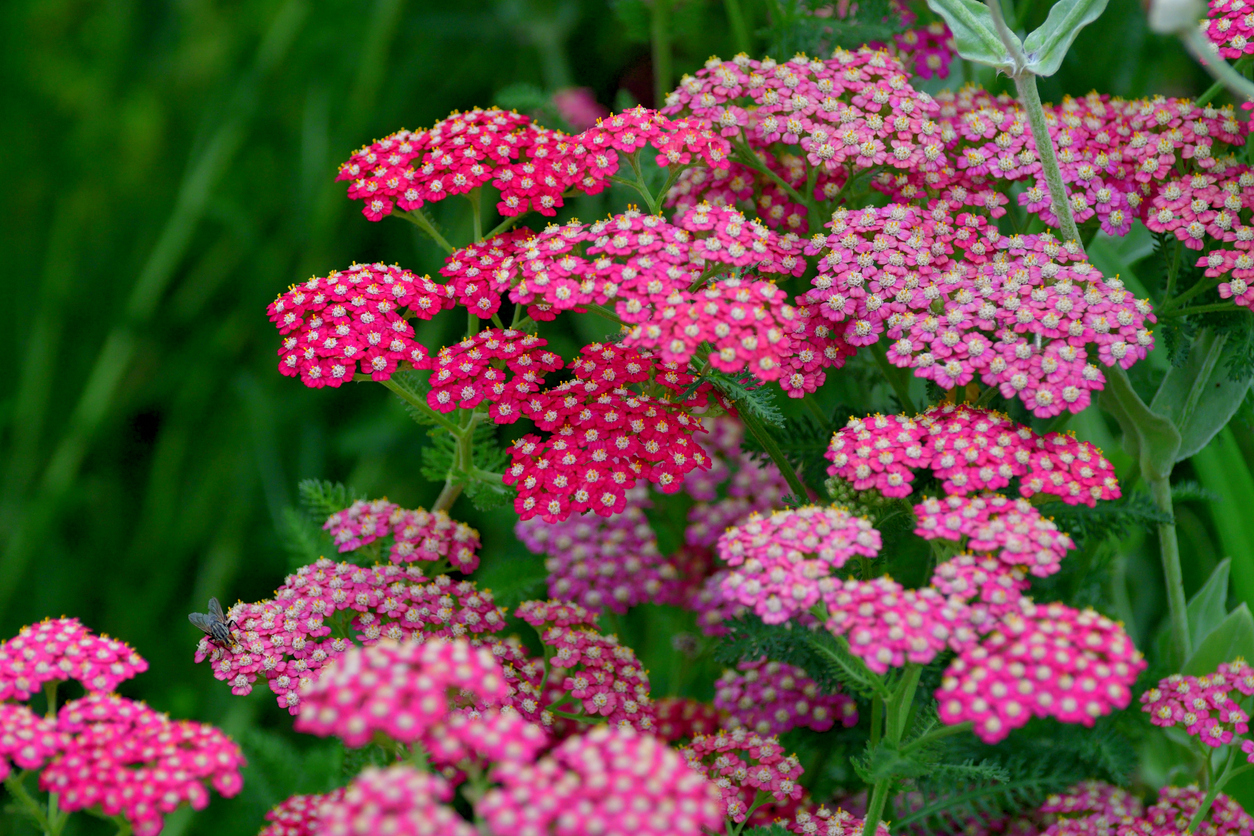 summer flowers