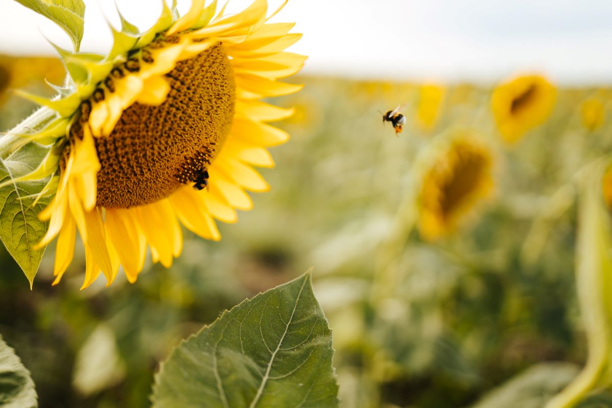 10 Fun Facts About Sunflowers