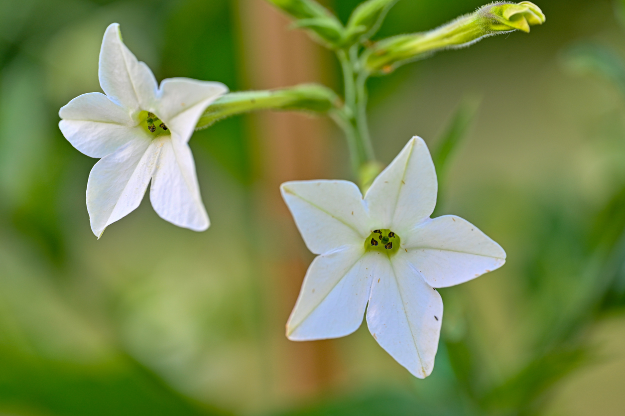 summer flowers