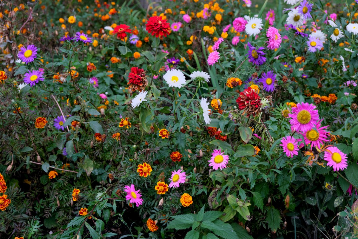 25 Summer Flowers to Keep Color in Your Garden - Bob Vila