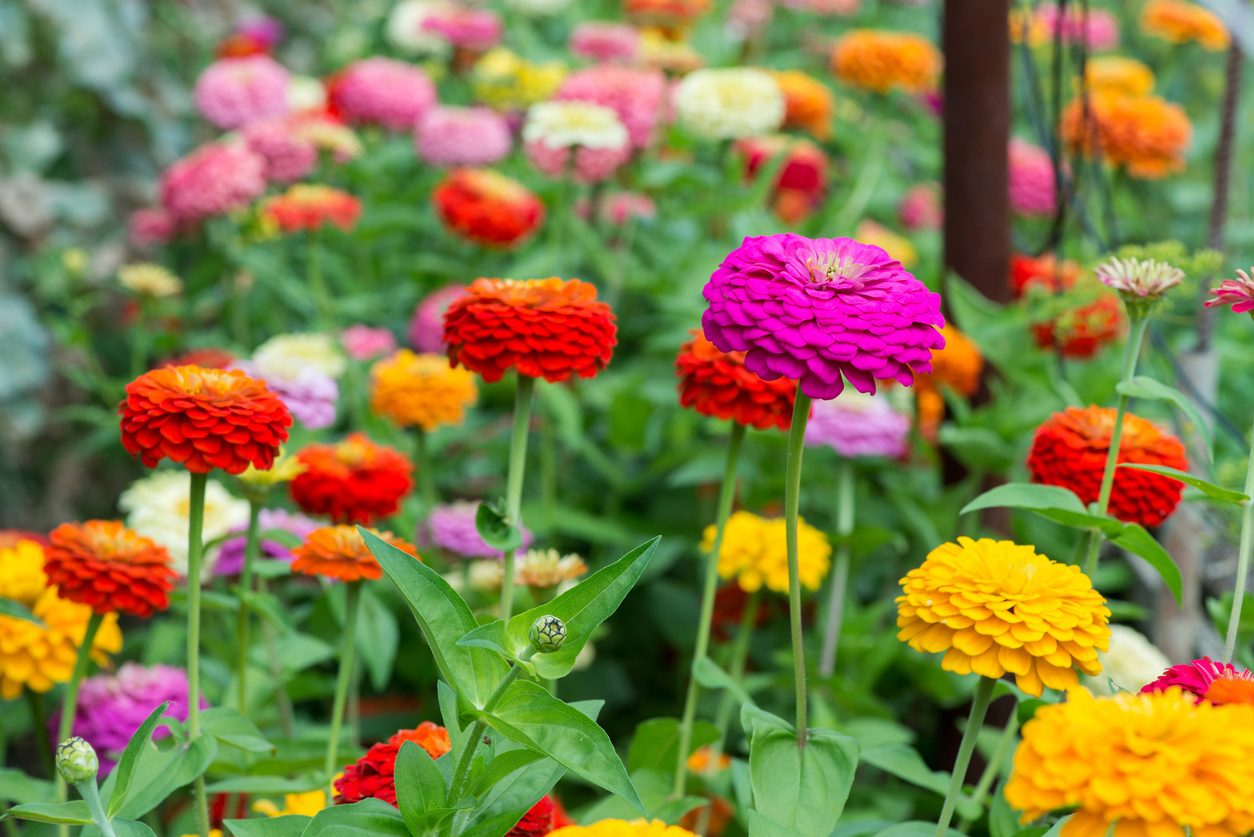 summer flowers