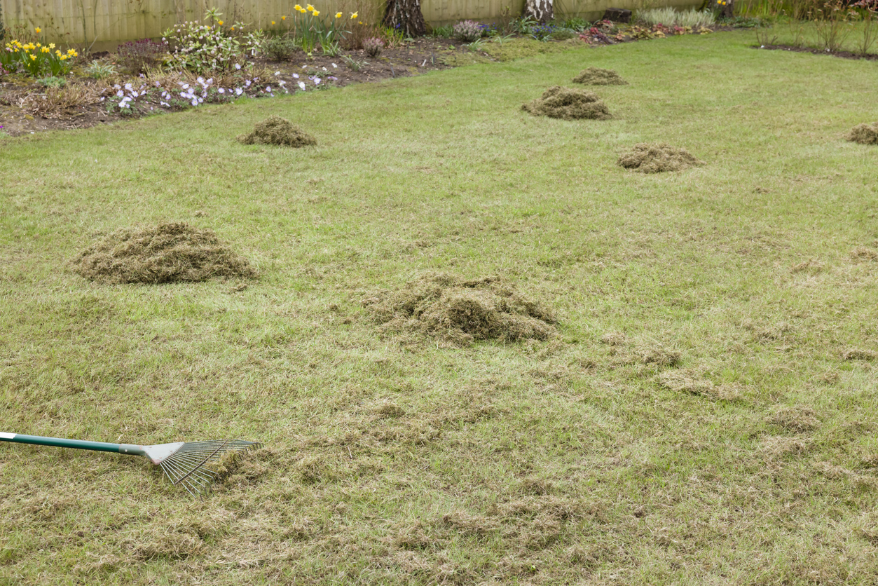 A lawn dotted with piles of thatch or moss that have been raked up, a rake lying nearby.