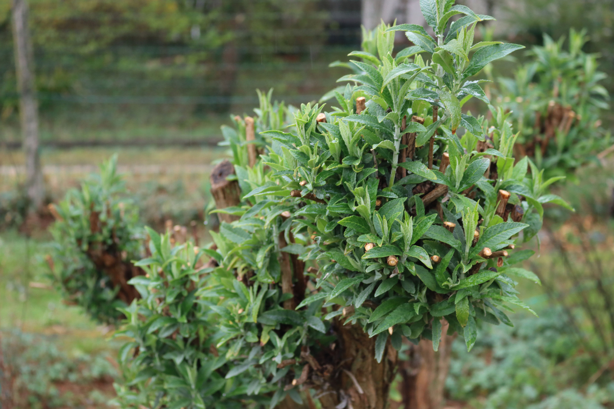 butterfly bush care