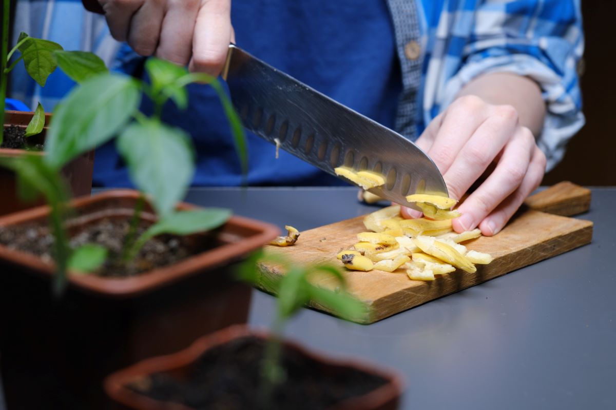 banana water for plants