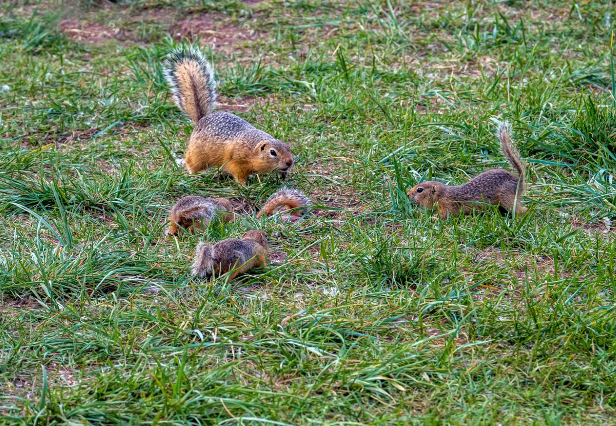 Gopher vs. Groundhog: How to Tell These Pests Apart - Bob Vila