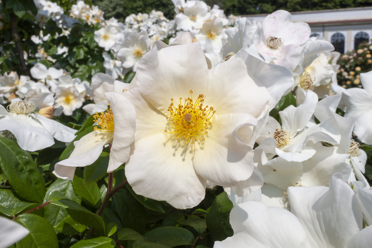 summer flowers