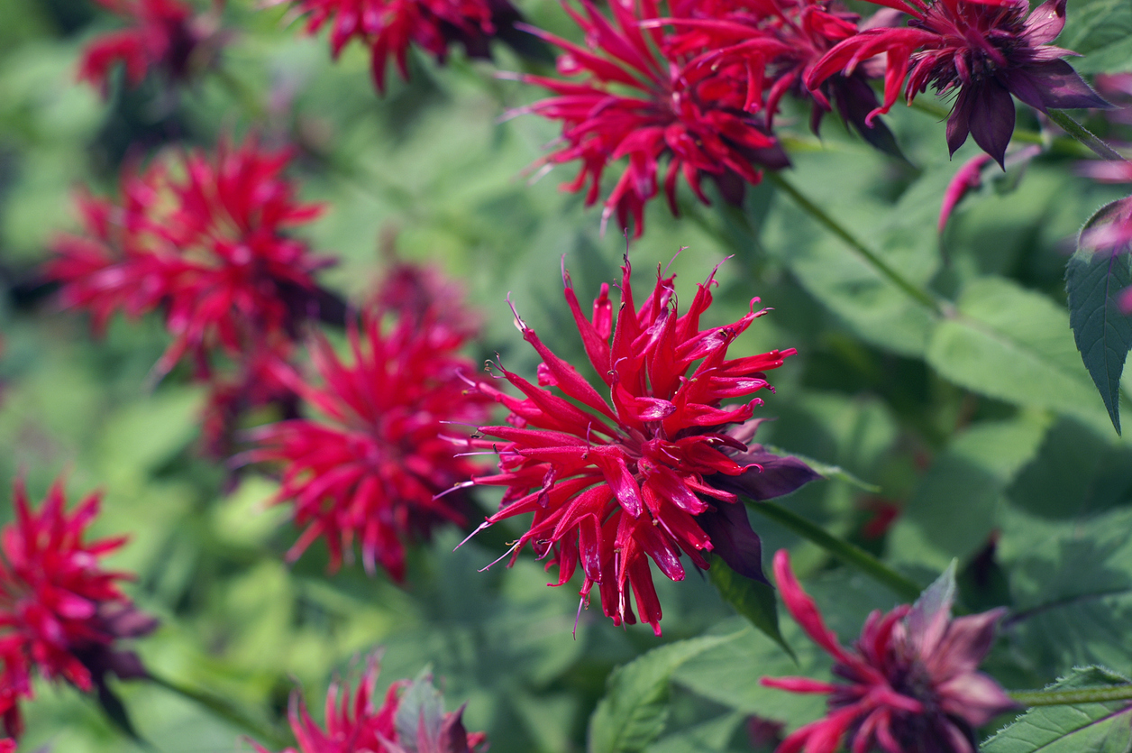 summer flowers