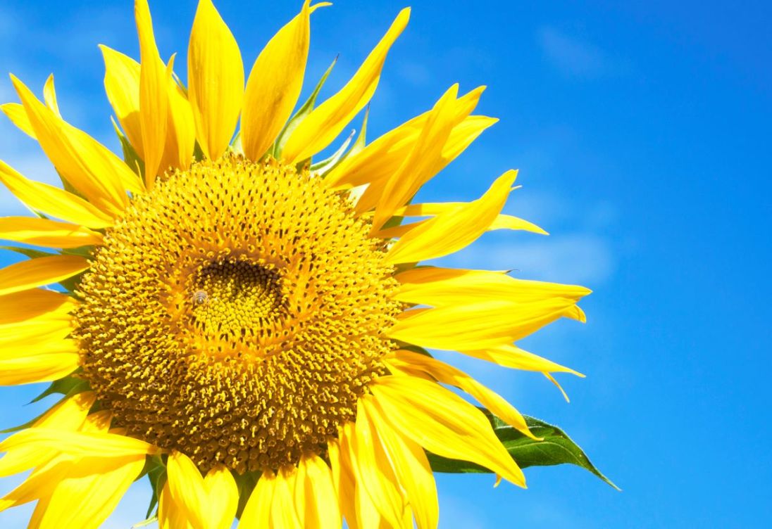 Flower Power: 10 Surprising Facts About Sunflowers - Bob Vila