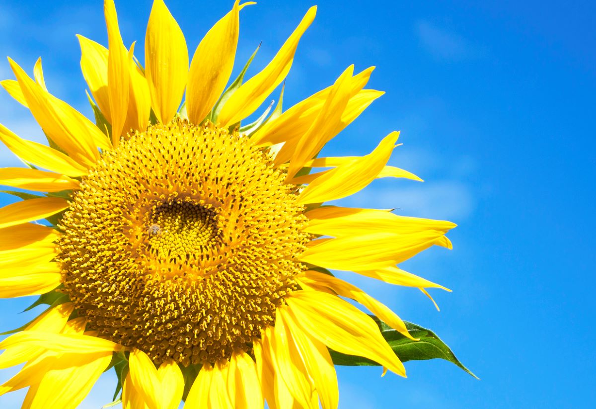 10 Fun Facts About Sunflowers