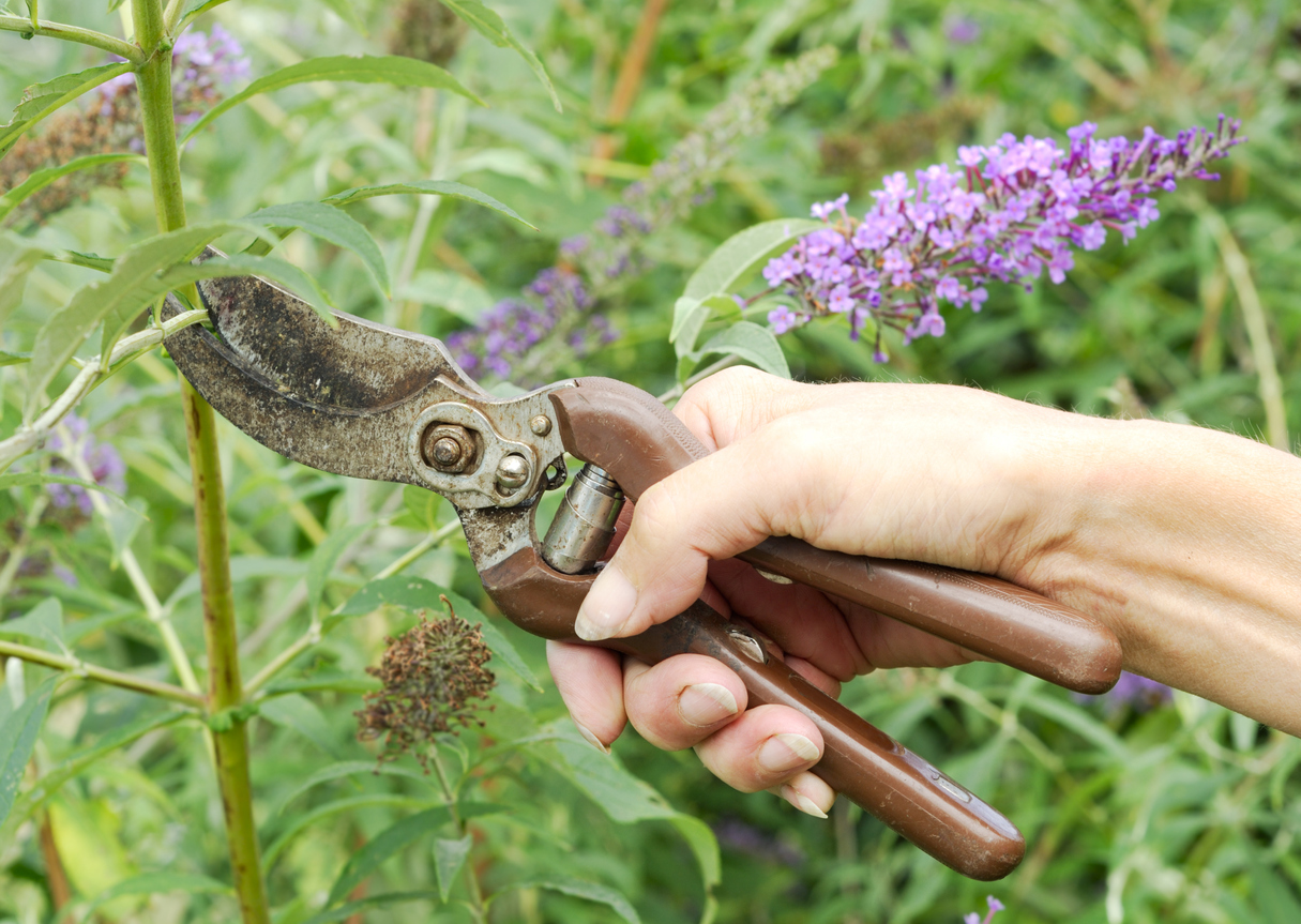 butterfly bush care