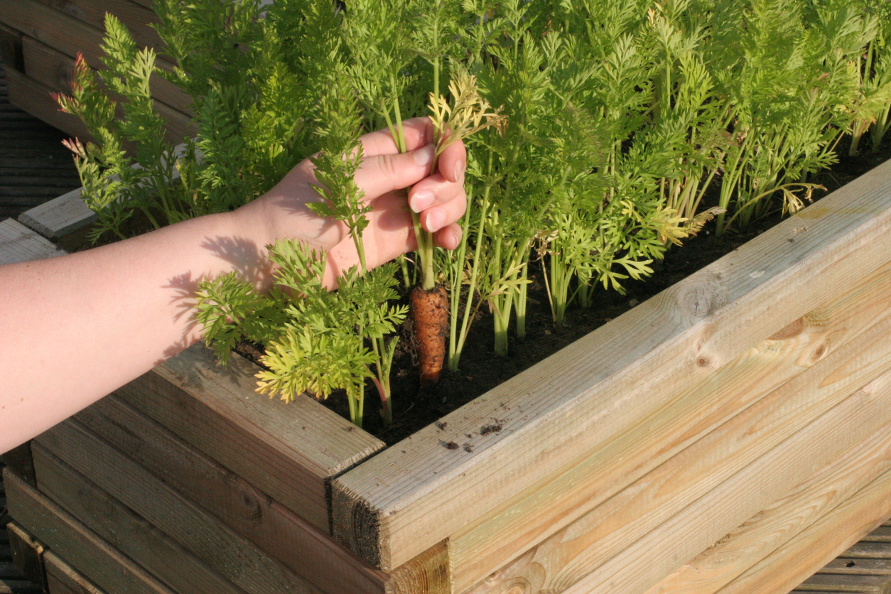 how to grow carrots