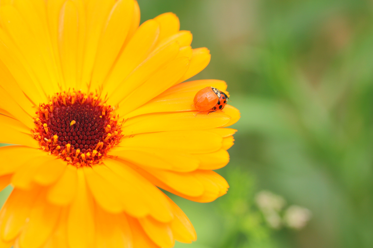 alyssum, calendula, and lemon balm