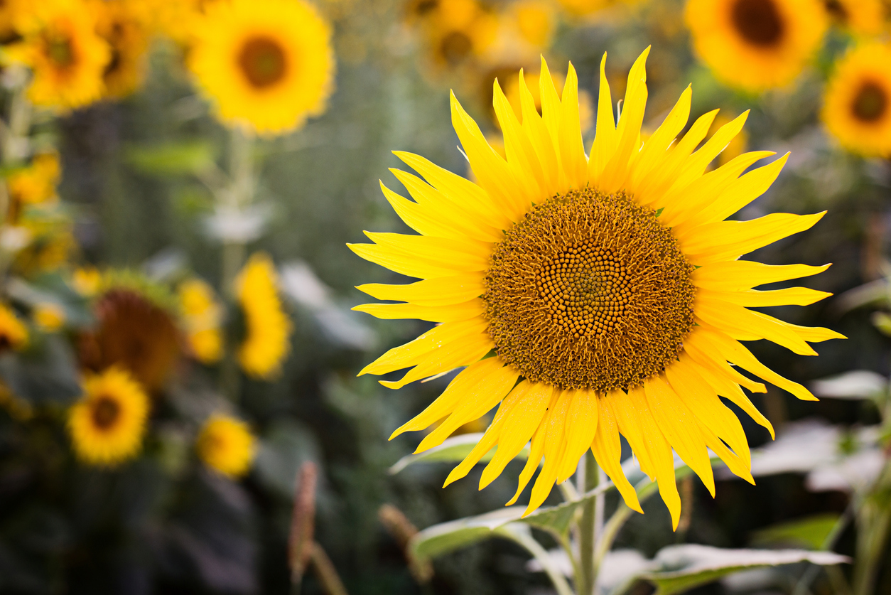 summer flowers