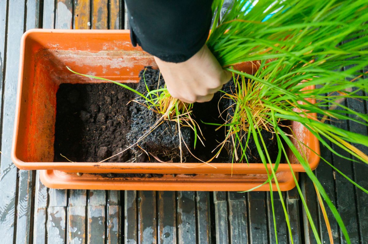 how to grow lemongrass