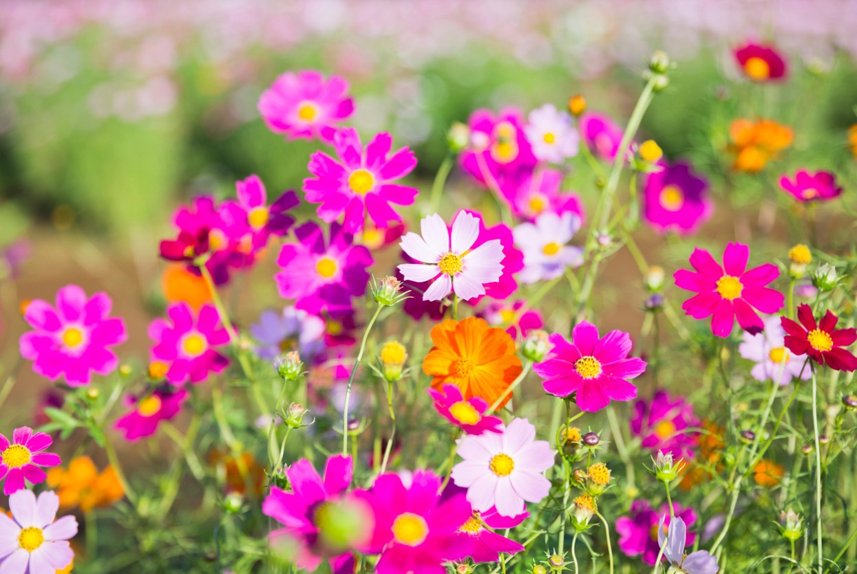 25 Summer Flowers to Keep Color in Your Garden - Bob Vila