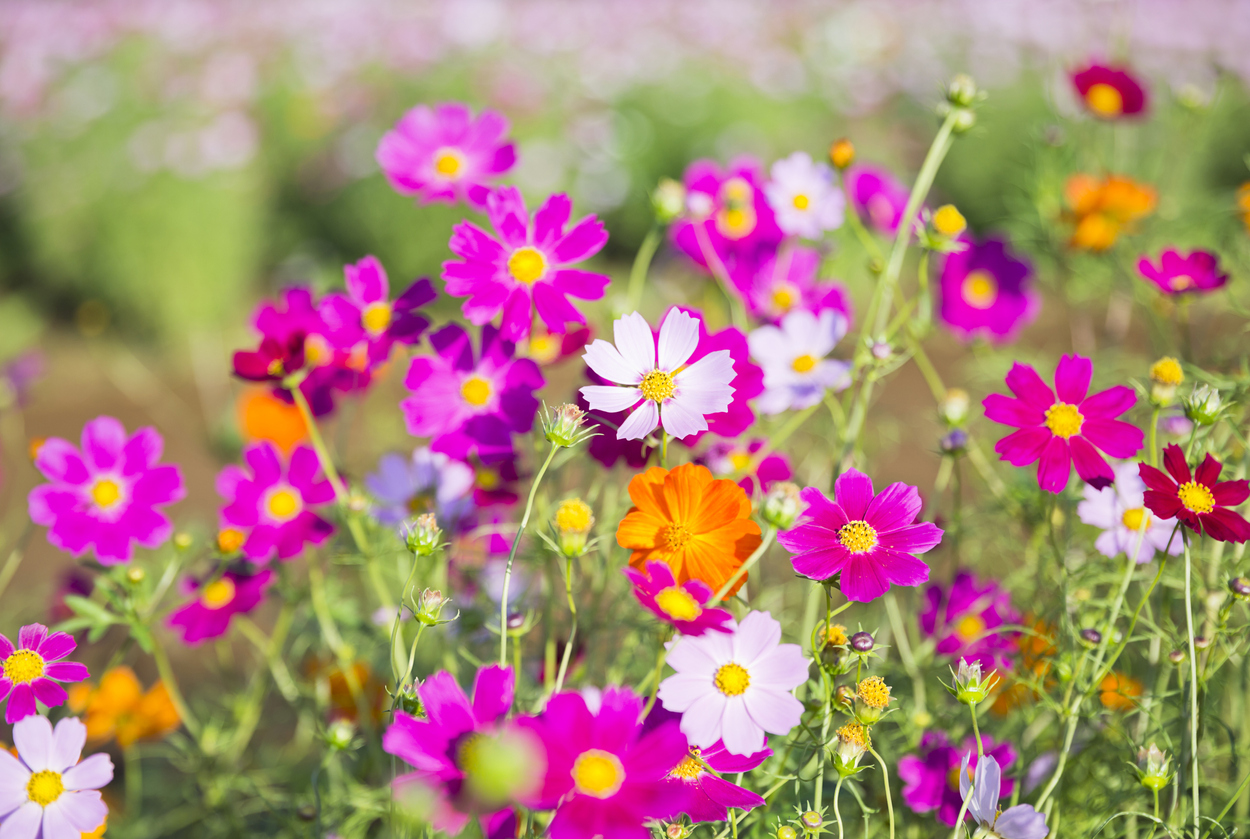 summer flowers