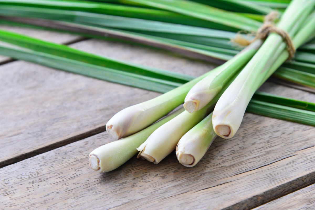 how to grow lemongrass