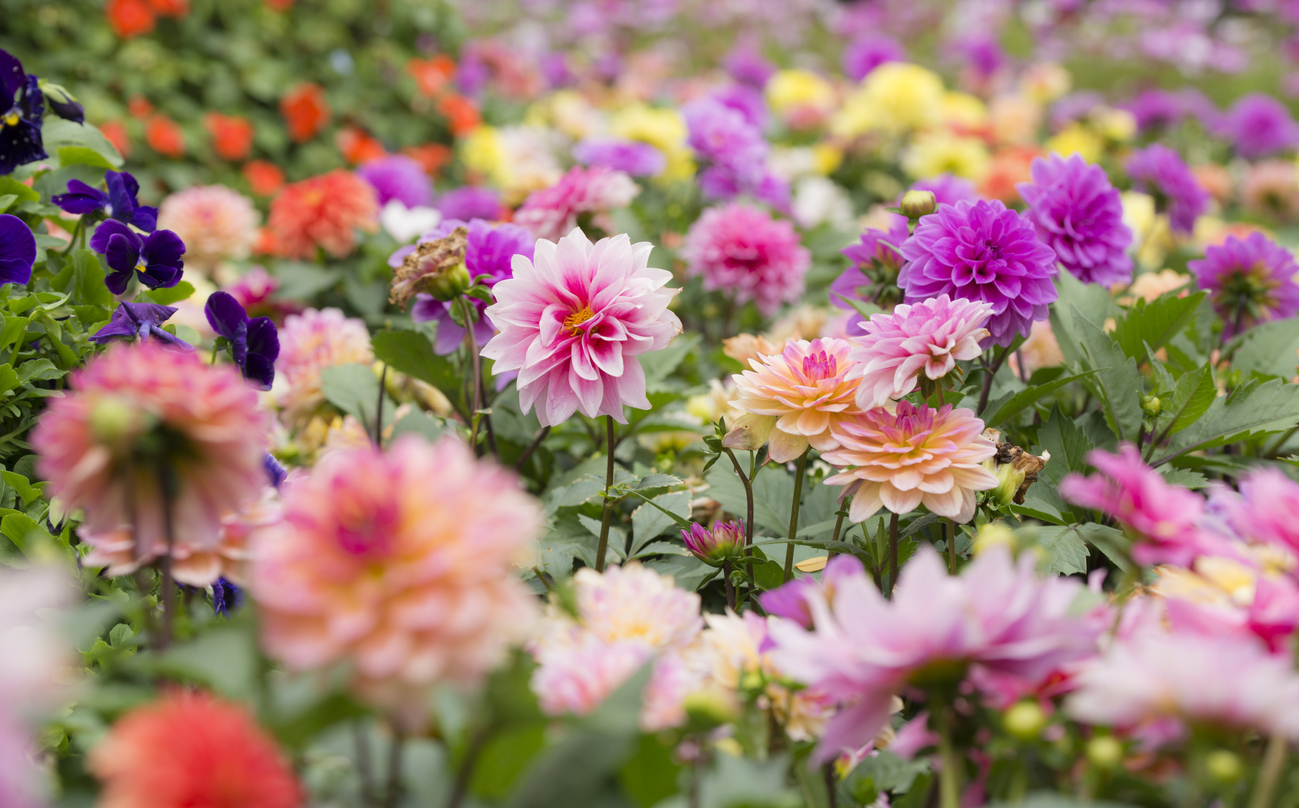 summer flowers