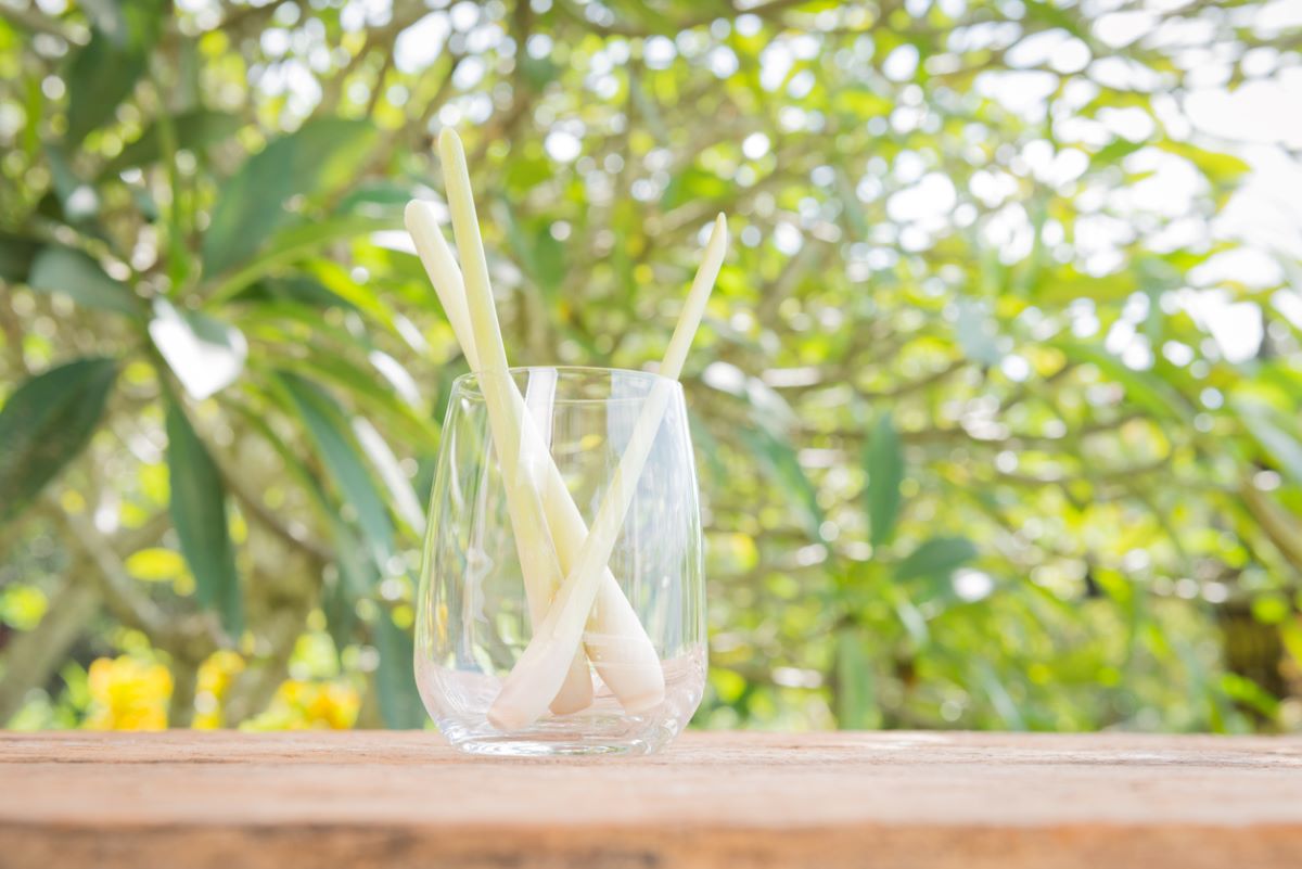 how to grow lemongrass