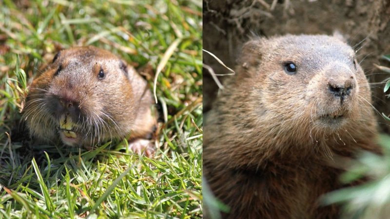 A groundhog (right) and gopher (left).