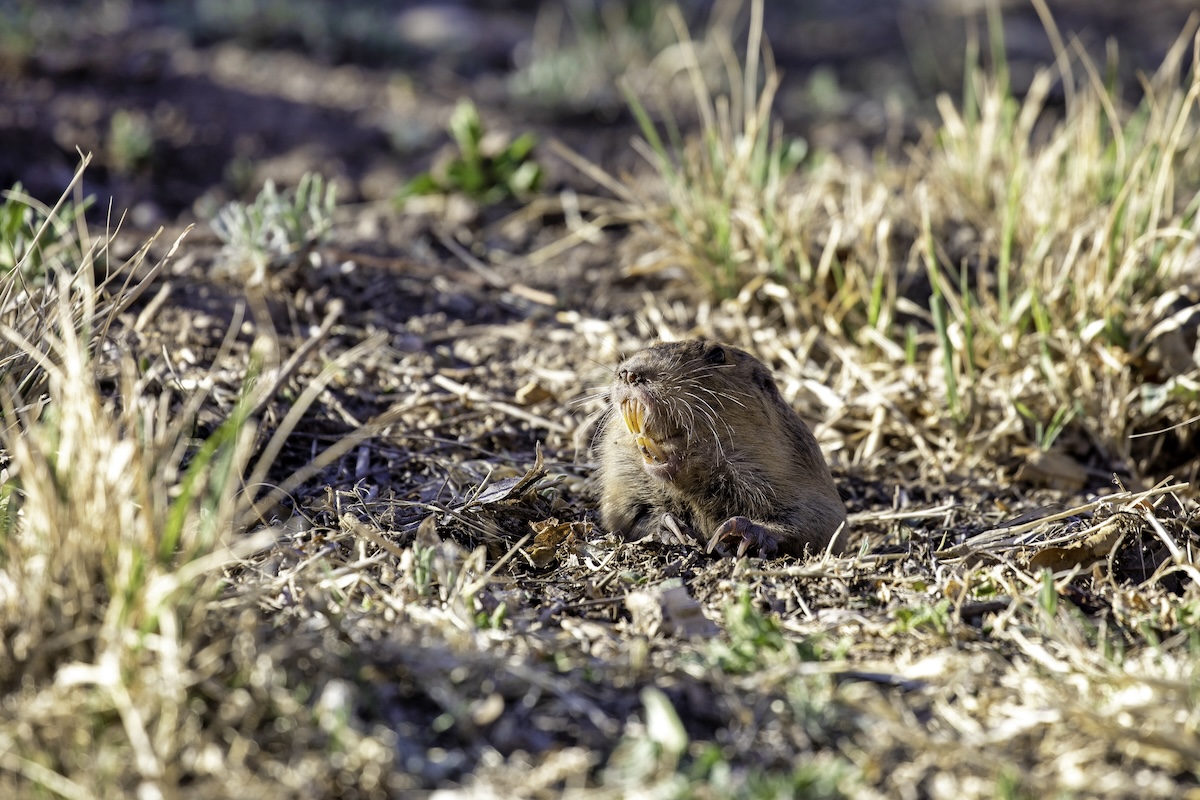 A small gopher popping its head from the ground and baring its yellow teeth.