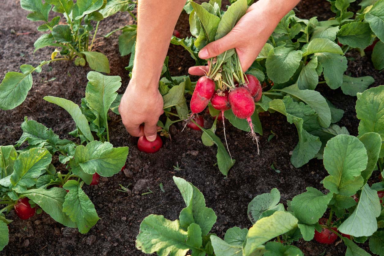 Closing Down Your Summer Garden