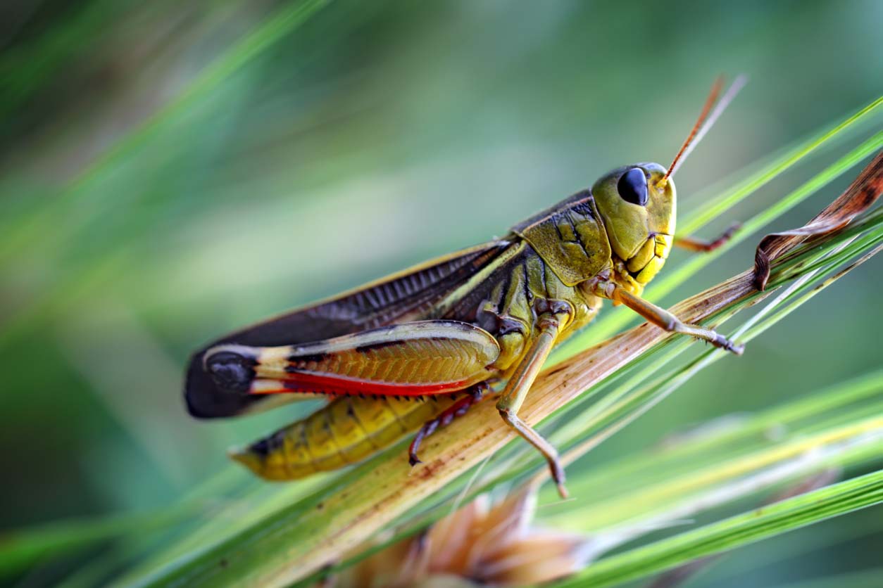 Cricket vs. Grasshopper